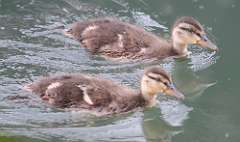 3: ducklings-7D2_2512