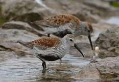 1: dunlin-7D2_3019