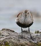 2: dunlin-7D2_3054