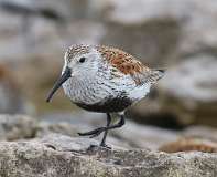 3: dunlin-7D2_3294