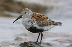 4: dunlin-7D2_3366