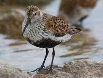 5: dunlin-7D2_3394