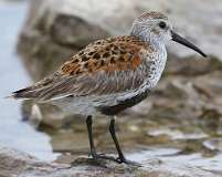 6: dunlin-7D2_3436