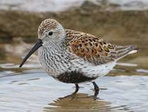 7: dunlin-7D2_3495