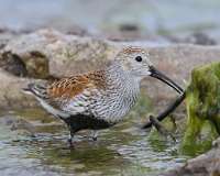 8: dunlin-7D2_4021