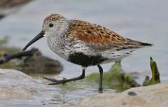 9: dunlin-7D2_4047