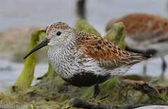 10: dunlin-7D2_4063