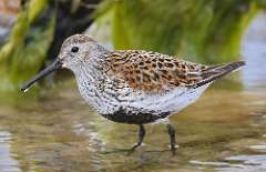 11: dunlin-7D2_4096