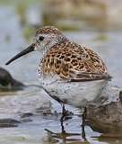 12: dunlin-7D2_4119