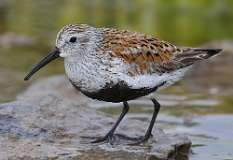 13: dunlin-7D2_4129