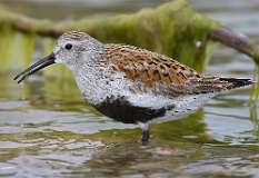 14: dunlin-7D2_4146