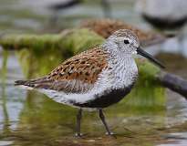 15: dunlin-7D2_4159