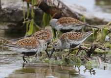 17: dunlins-7D2_3178