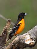 4: oriole-7D2_4708