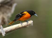 5: oriole-7D2_4755