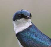 9: tree-swallow-7D2_4357