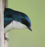 8: tree-swallow-7D2_4420