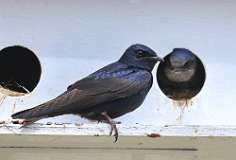 10: Purple martin-7D2_5541