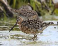 1: dowitcher-7D2_6007