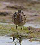 2: dowitcher-7D2_6175