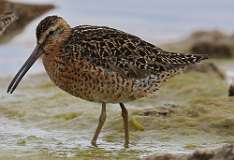 3: dowitcher-7D2_6493