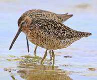 4: dowitcher-7D2_6626