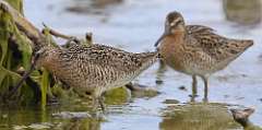 5: dowitcher-7D2_6818