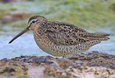 6: dowitcher-7D2_6872