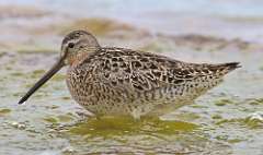 7: dowitcher-7D2_6900