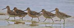 8: dowitchers-7D2_5951