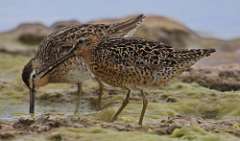 9: dowitchers-7D2_6463