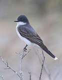 5: eastern-kingbird-7D2_7551