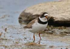 7: plover-7D2_7610