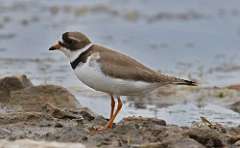 6: plover-7D2_7625