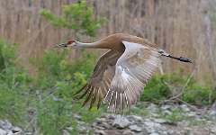 1: sandhill-crane-flying-7D2_7317