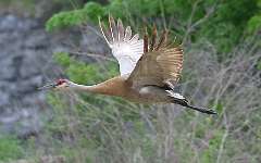 2: sandhill-crane-flying-7D2_7323