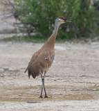 3: sandhill-crane-standing-7D2_7269