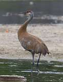 4: sandhill-crane-standing-7D2_7285