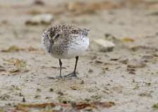 8: sandpiper-7D2_7463