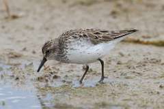 9: sandpiper-7D2_7493