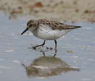 10: sandpiper-7D2_7512