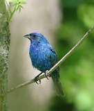 1: Indigo bunting-7D2_7823