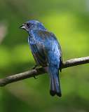 2: Indigo bunting-7D2_7859