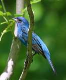 3: Indigo bunting-7D2_7905