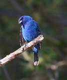 1: indigo-bunting-7D2_8095