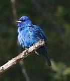 2: indigo-bunting-7D2_8112