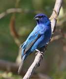 3: indigo-bunting-7D2_8157