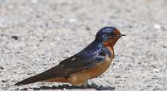 10: barn-swallow-7D2_3091