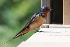 11: barn-swallow-7D2_3140