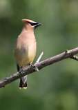 7: cedar-waxwing-7D2_3692